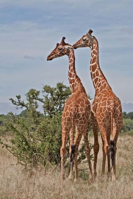 From Nairobi: 3-Day Samburu National Reserve Safari - FAQ