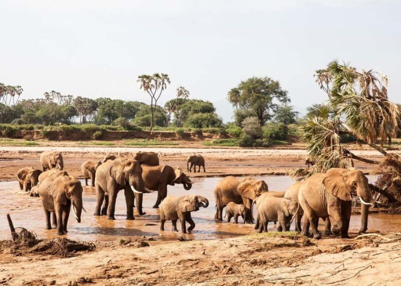 From Nairobi: 3-Day Tour to Samburu National Reserve - From Nairobi: 3-Day Tour to Samburu National Reserve