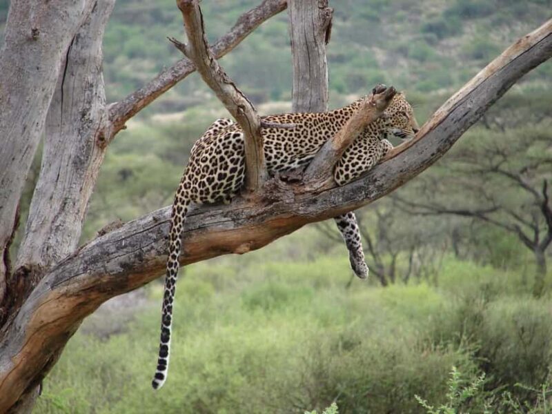 From Nairobi: 3-Day Tour to Samburu National Reserve - The Itinerary in Detail