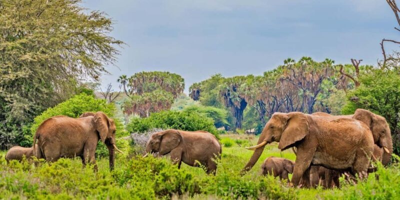 From Nairobi: 3-Day Tour to Samburu National Reserve - FAQs