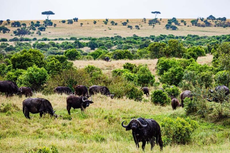 From Nairobi: 3 Days 2 Nights Masai Mara Group Safari - Day 2: Full Day of Wildlife & the Wildebeest Crossings