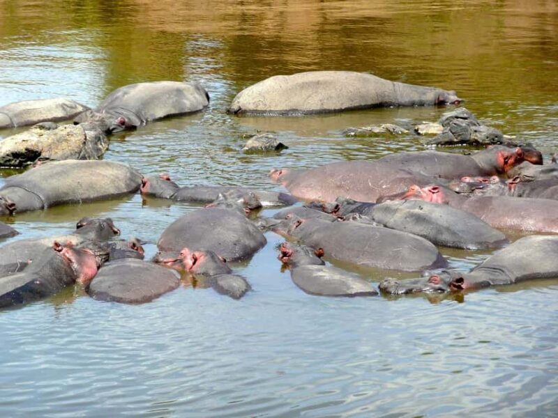 From Nairobi: 3 Days 2 Nights Masai Mara Group Safari - Day 3: Farewell and Return to Nairobi