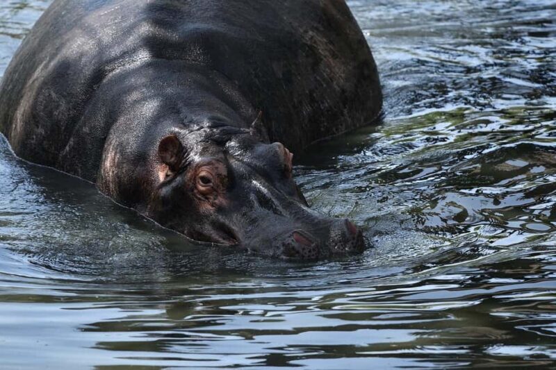 From Nairobi: 3 Days 2 Nights Masai Mara Group Safari - Pricing & Value Analysis