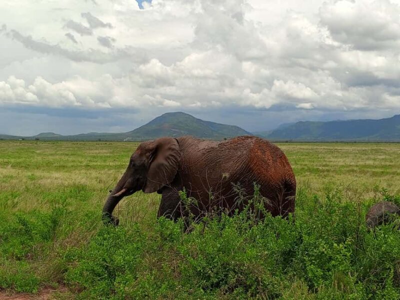 From Nairobi: 3 Days 2Nights Tsavo West Saltlick Taita Hills - Introduction