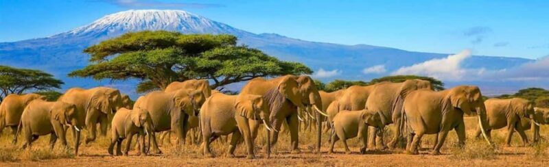 From Nairobi: 3 Days Amboseli Tour - Key Points