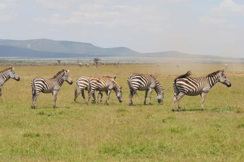From Nairobi: 3 - Days Maasai Mara Group Safari by 4WD - An In-Depth Look at the Safari Experience