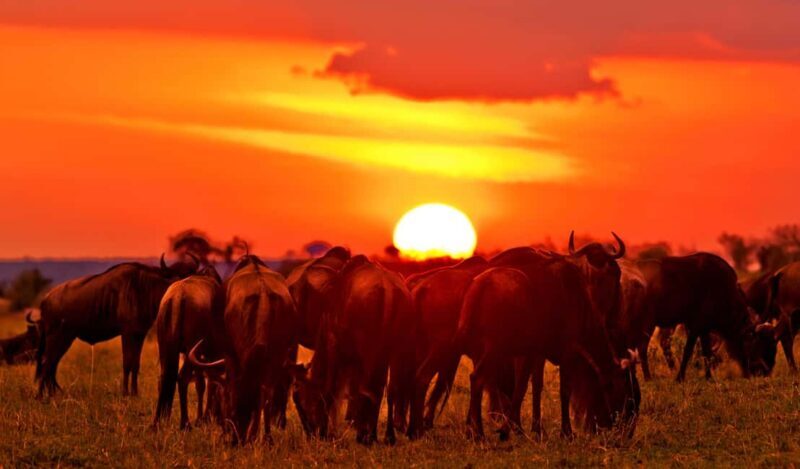 From Nairobi: 3 - Days Maasai Mara Group Safari by 4WD - Authentic Experiences and Traveler Insights