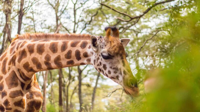 From Nairobi: 3-Days Masai Mara Camping Safari on a 4x4 Jeep - FAQ