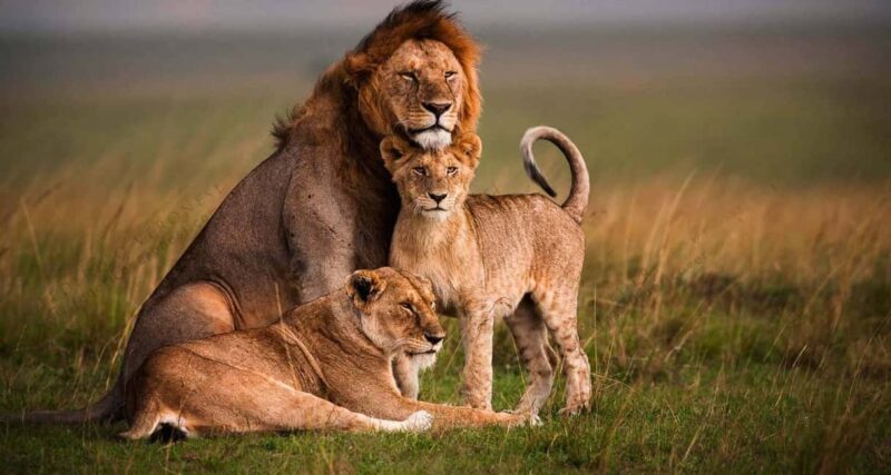 From Nairobi: 5-Day Amboseli, Tsavo West & East Safari - Exploring the Tour: What to Expect at Each Step