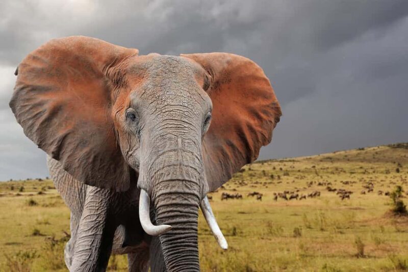 From Nairobi: 5-Day Amboseli, Tsavo West & East Safari - FAQ