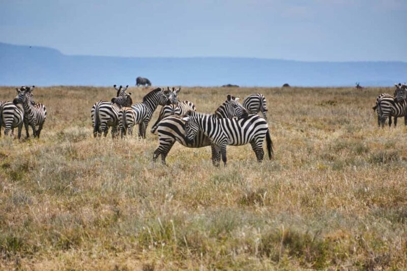 From Nairobi: 5-Day Maasai Mara, Lake Nakuru, and Naivasha - Day 3: Morning in Maasai Mara, then to Lake Nakuru