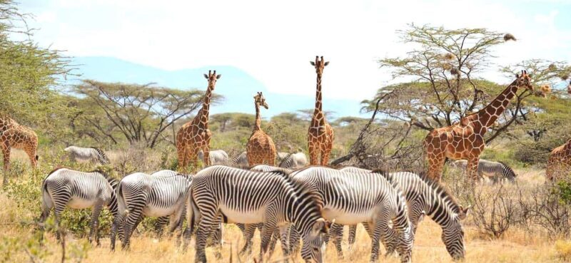 From Nairobi: 5-Day Samburu and Meru National Parks Safari - Authentic Encounters & Unique Insights