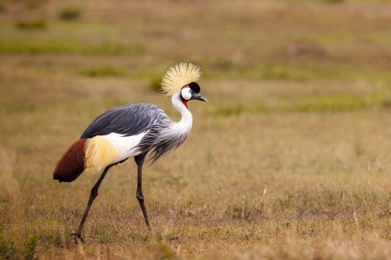 From Nairobi: 5-Day Tsavo West National Park Safari - Introduction to the 5-Day Tsavo West Safari