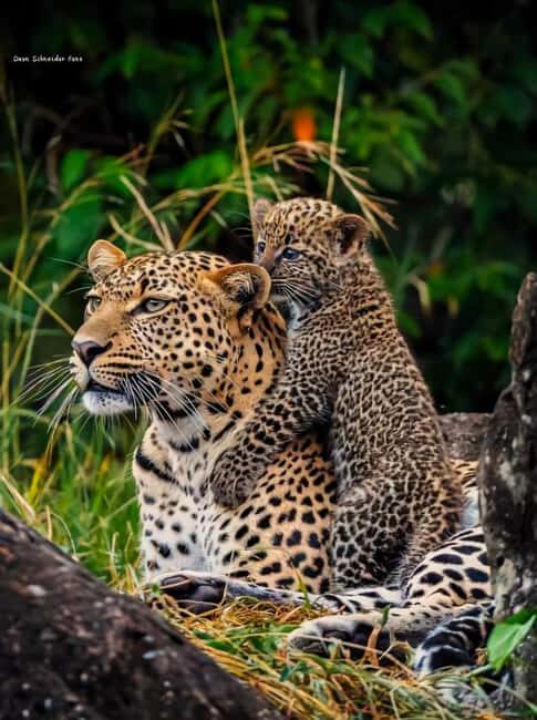 From Nairobi: 5-Day Tsavo West National Park Safari - What to Expect from the Experience