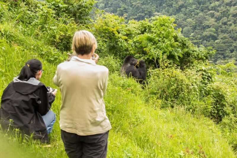 From Nairobi: 7-Day Masai Mara and Bwindi Gorilla Safari - Key Points