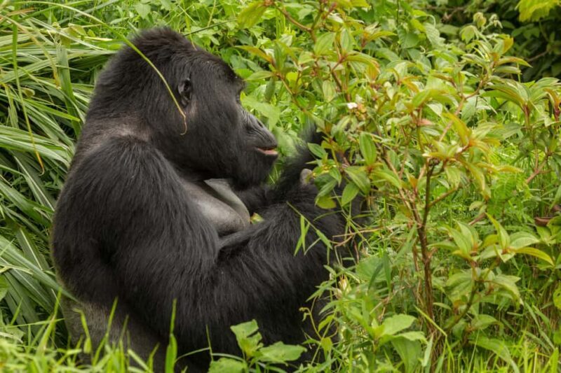 From Nairobi: 7-Day Masai Mara and Bwindi Gorilla Safari - Authentic Experiences and Traveler Insights