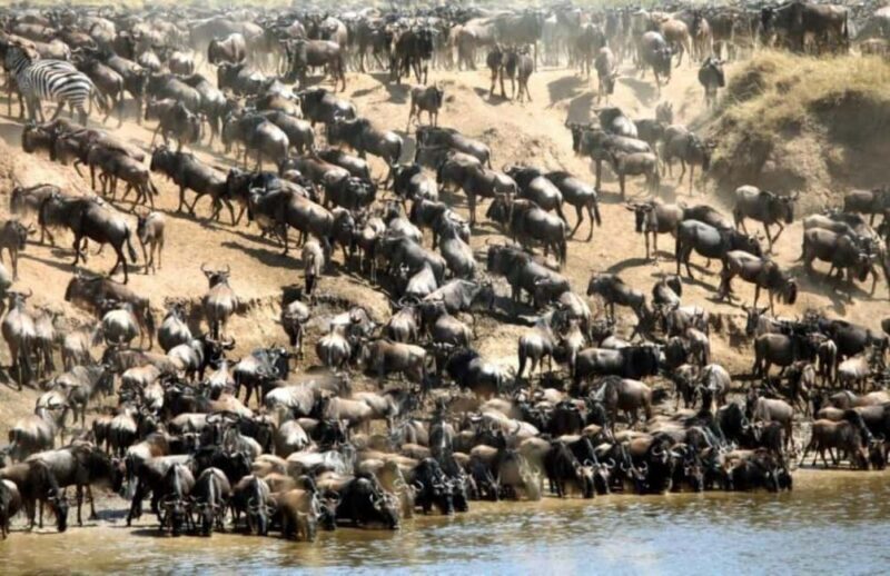 From Nairobi: 8-Day Annual Wildebeest Migration Safari - An In-Depth Look at the 8-Day Safari Experience