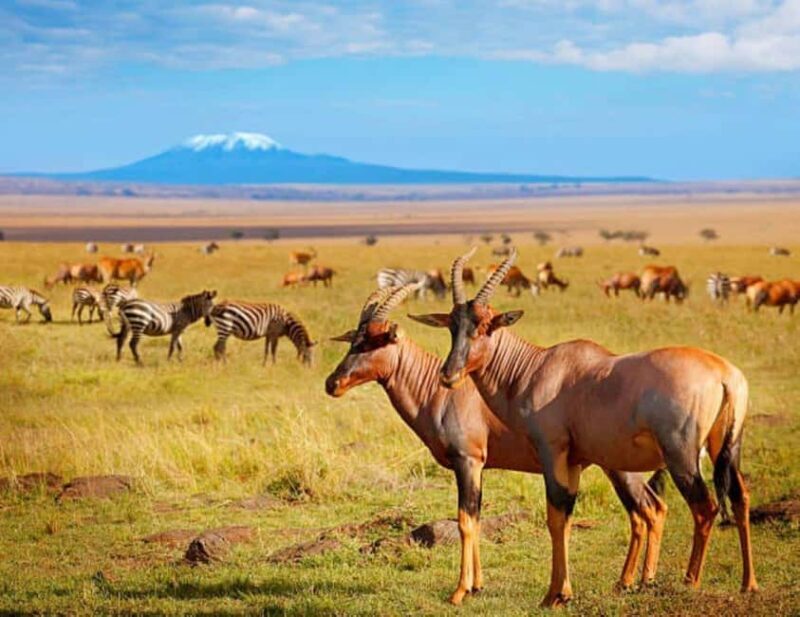 From Nairobi: Amboseli National Park 3-Day Mid Luxury Safari - Key Points