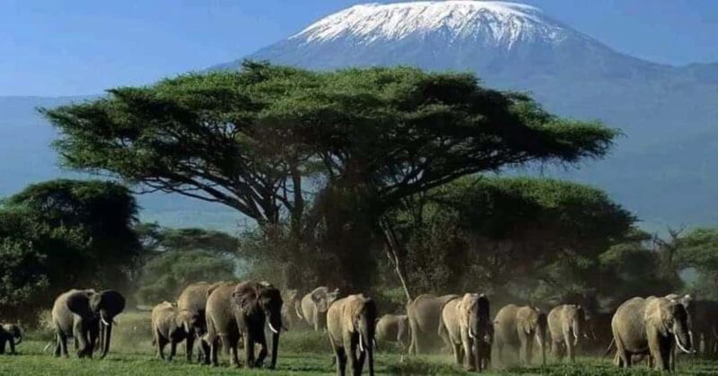 From Nairobi: Amboseli National Park 3-Day Mid Luxury Safari - Detailed Review of the Amboseli Safari Experience