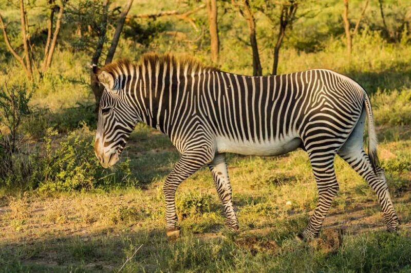 From Nairobi: Amboseli National Park 3-Day Mid Luxury Safari - Why Choose This Tour?