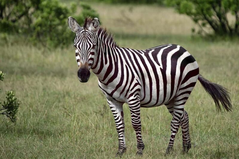 From Nairobi: Crescent Island Safari Experience - An In-Depth Look at the Crescent Island Safari Experience