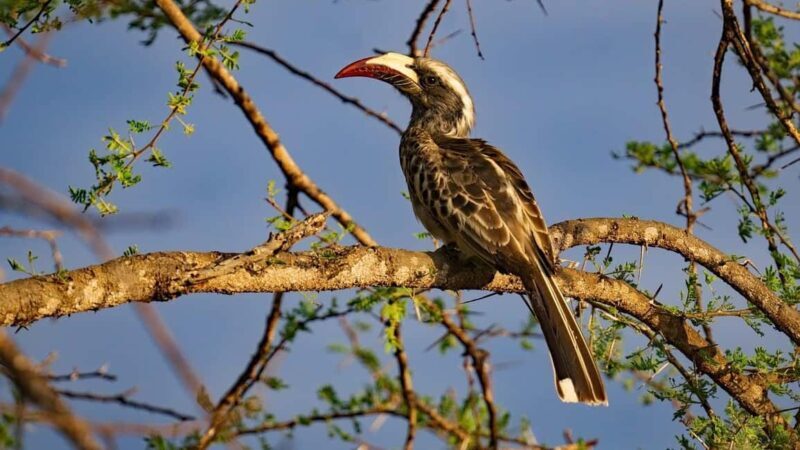 From Nairobi: Crescent Island Safari Experience - The Sum Up