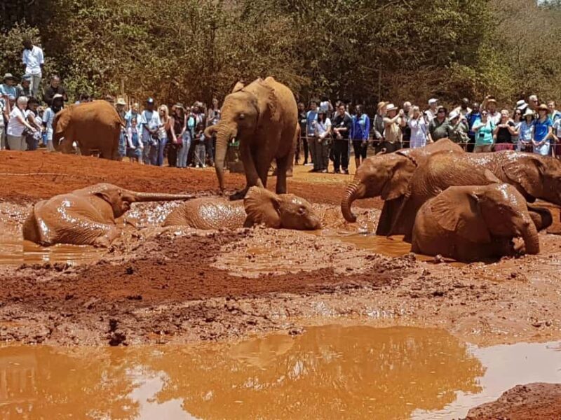 From Nairobi: David Sheldrick Elephant Orphanage Tour - Key Points