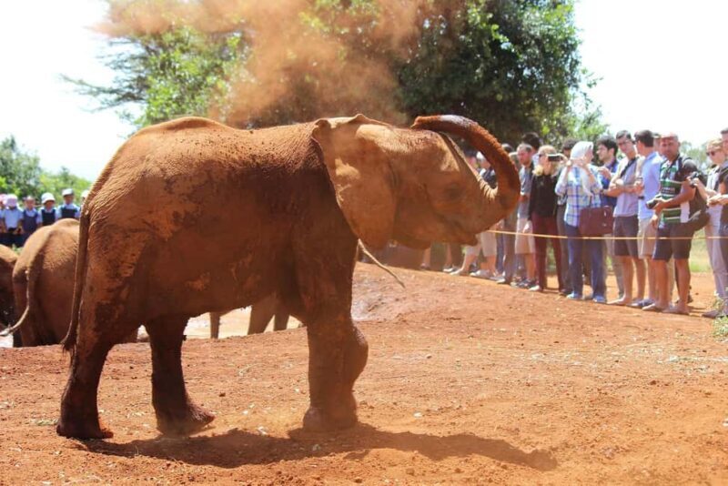From Nairobi: David Sheldrick Elephant Orphanage Tour - Why This Tour Offers Real Value