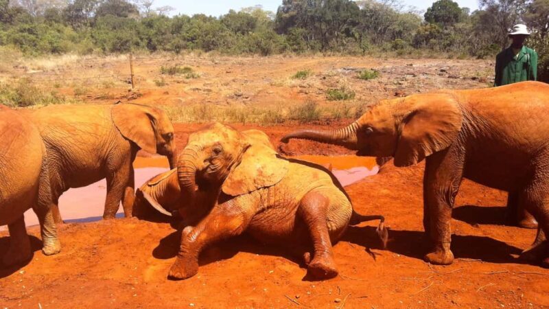 From Nairobi: David Sheldrick Elephant Orphanage Tour - Who Will Love This Tour?