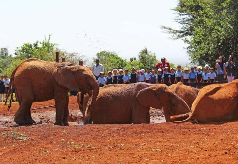 From Nairobi: David Sheldrick Elephant Orphanage Tour - The Sum Up