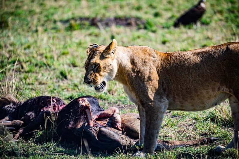 From Nairobi: Day Tour to Maasai Mara - Final Thoughts: Is This Tour for You?