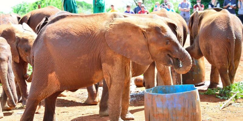 From Nairobi: Elephant Orphanage and Giraffe Center Day Tour - Who Is This Tour Best For?