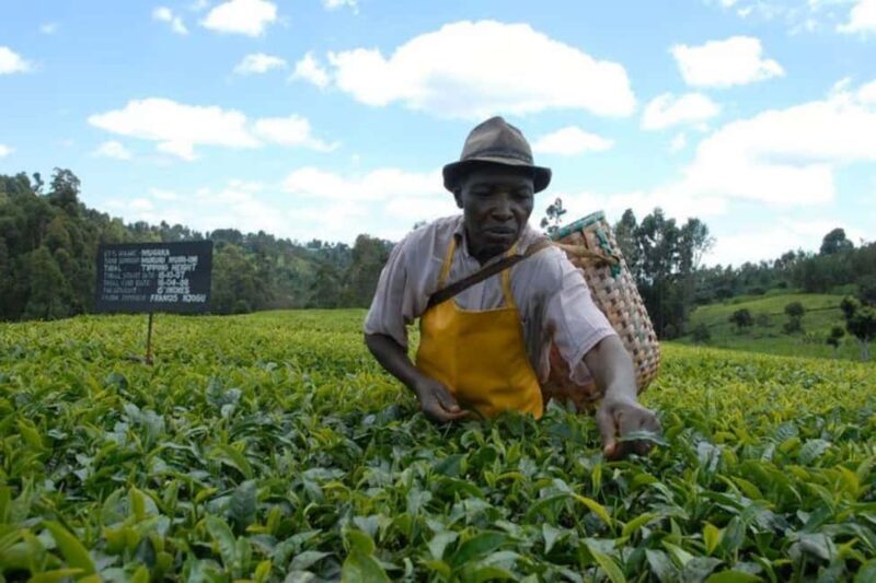 From Nairobi: Kiambethu Tea Farm Tour &Lunch - Key Points