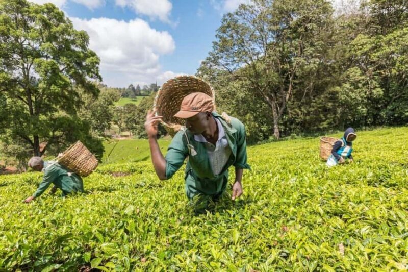 From Nairobi: Kiambethu Tea Farm Tour &Lunch - An In-Depth Look at the Kiambethu Tea Farm Tour & Lunch