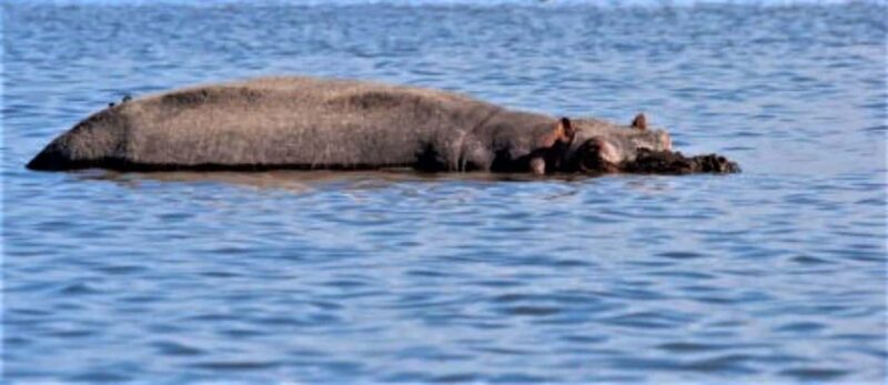 From Nairobi : Lake Naivasha Boat ride and Crescent island - Key Points