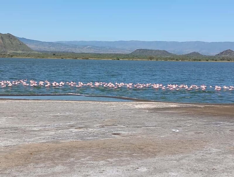 From Nairobi: Lake Nakuru & Naivasha National Park Day Tour - Key Points