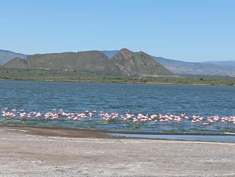 From Nairobi: Lake Nakuru National Park and Lake Naivasha - What to Expect on This Day Trip from Nairobi