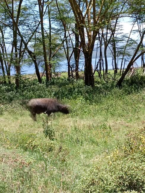 From Nairobi: Lake Nakuru National Park and Lake Naivasha - The Sum Up