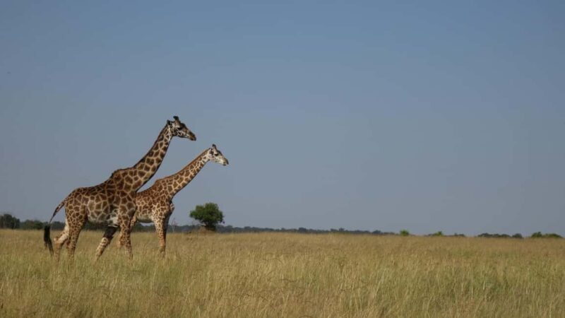 From Nairobi: Lake Nakuru National Park and Lake Naivasha - FAQs