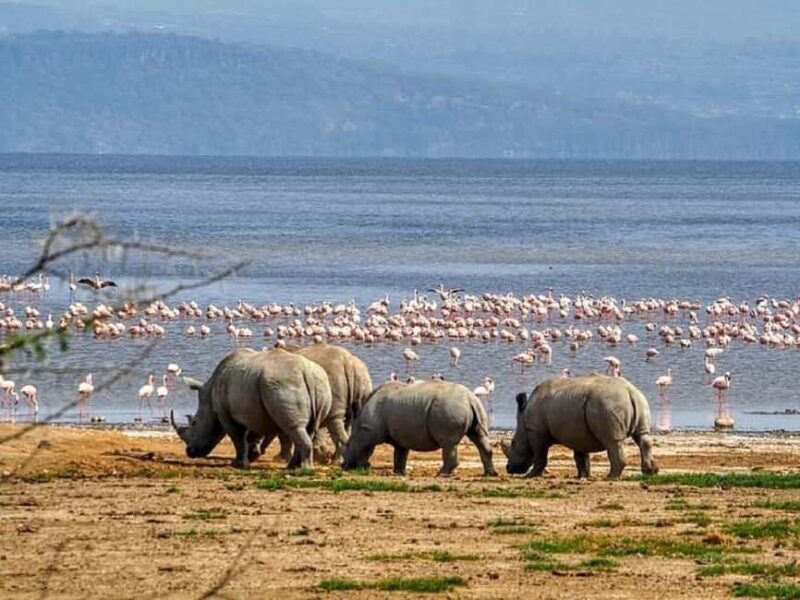 From Nairobi: Lake Nakuru National Park Day Trip - Key Points