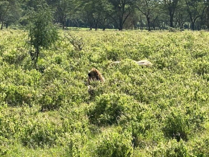 From Nairobi: Lake Nakuru National Park Day Trip - Practical Tips for the Trip