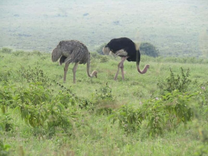 From Nairobi: Lake Nakuru National Park Full-Day Tour - Cost and Value Analysis
