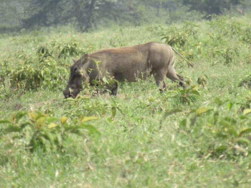 From Nairobi: Lake Nakuru National Park Full-Day Tour - FAQ