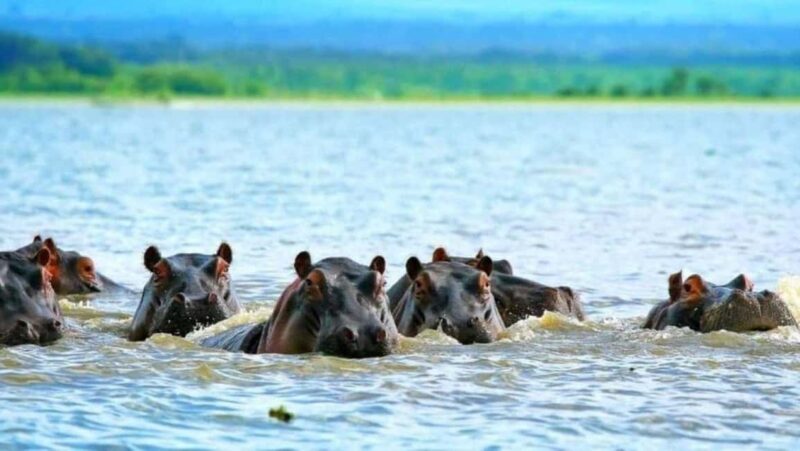 From Nairobi: Lakes Nakuru & Naivasha National Park Day Tour - Discovering Kenya’s Iconic Lakes in One Day