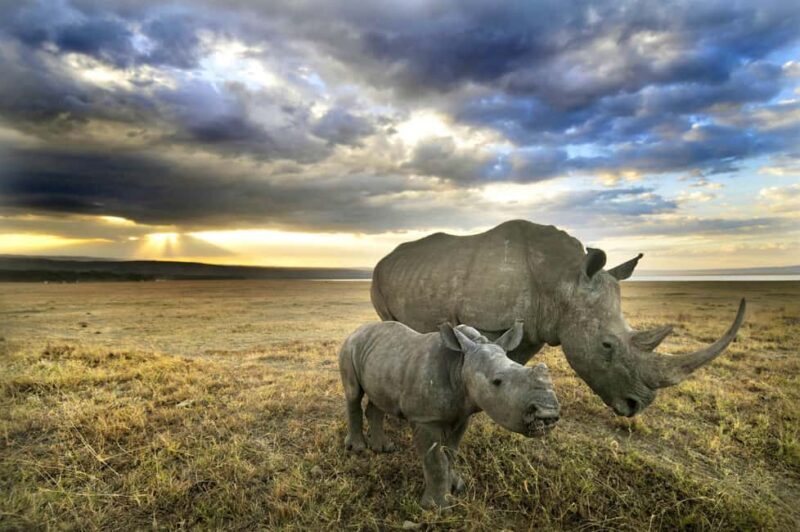 From Nairobi: Lakes Nakuru & Naivasha National Park Day Tour - Fully Exploring the Experience: What to Expect on This Tour