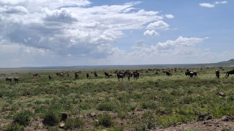From Nairobi: Masai Mara 6-day Budget Safari - An In-Depth Look at the Itinerary