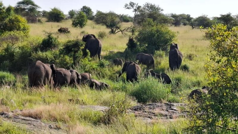 From Nairobi: Masai Mara 6-day Budget Safari - Practical Tips for Making the Most of Your Safari