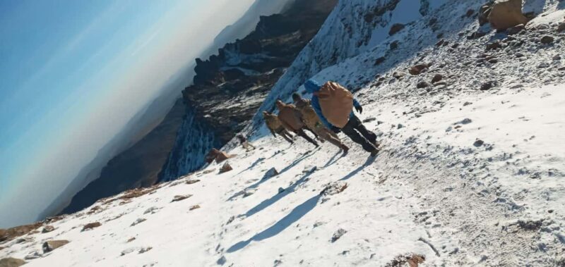 From Nairobi: Mount Kenya National Park Full-Day Hike - Who Will Enjoy This Tour?