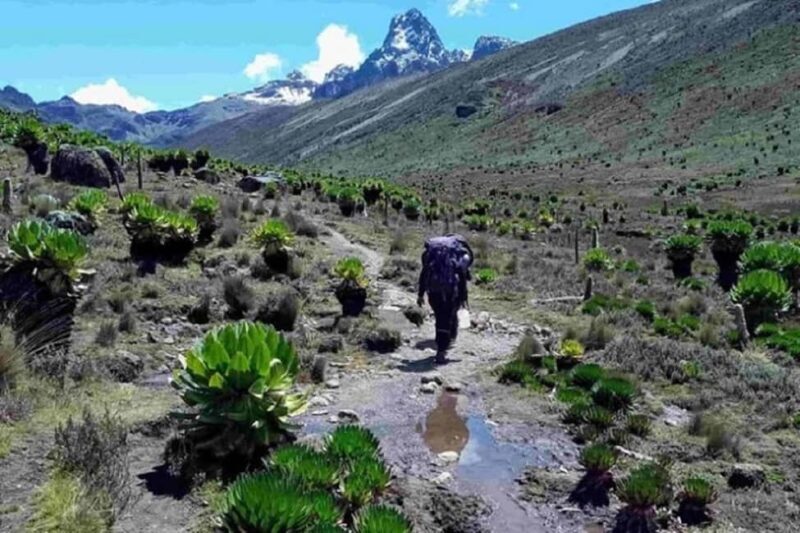 From Nairobi: Mount Kenya National Park Hike with Lunch - An In-Depth Look at the Mount Kenya National Park Hike