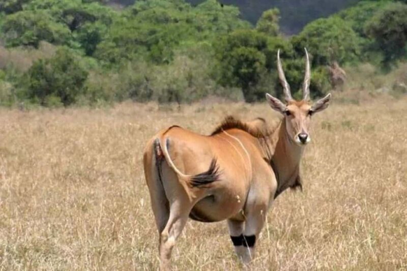 From Nairobi: Mount Longonot National Park Day Trip - Practical Tips for Your Trip